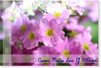 �u���C���h