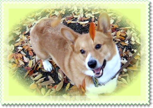 ���[�X�͗l