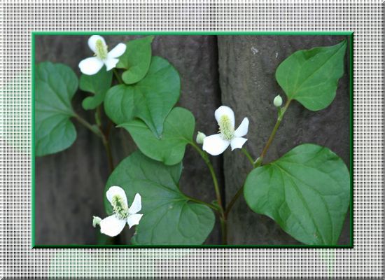 ������u���C���h.�D���ȃf�U�C��