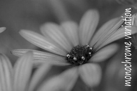 ���m�g�[��