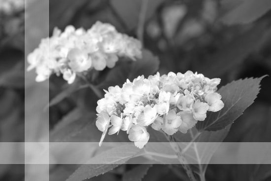 ���m�g�[���A�A�N�Z���g�Ƀu���C���h