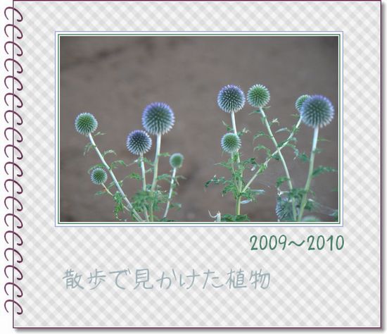 �A���o���̕\����