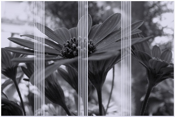 ���m�g�[���̉ԂɃu���C���h