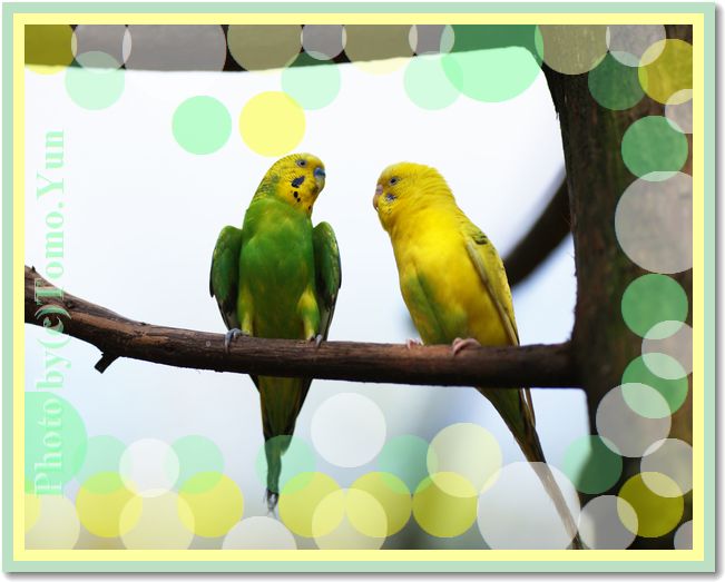 �F���摜����X�|�C�g