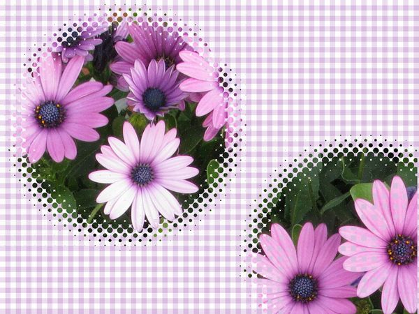 �V���ʐ^��